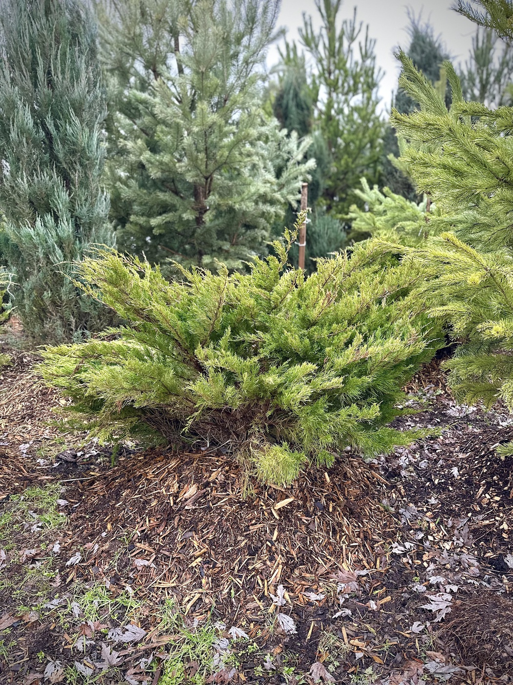 Можжевельник средний Минт Джулеп (Mint Julep)