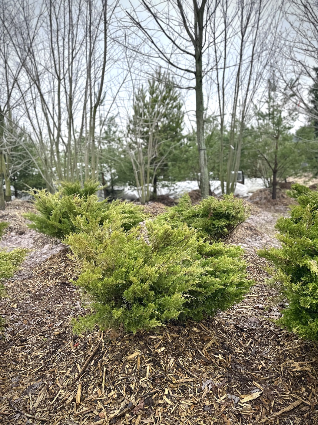 Можжевельник средний Минт Джулеп (Mint Julep)