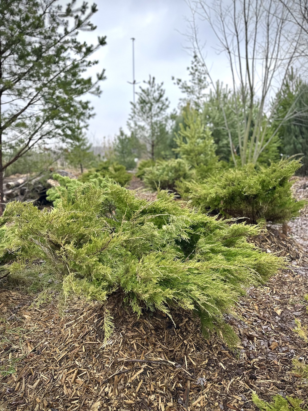 Можжевельник средний Минт Джулеп (Mint Julep)