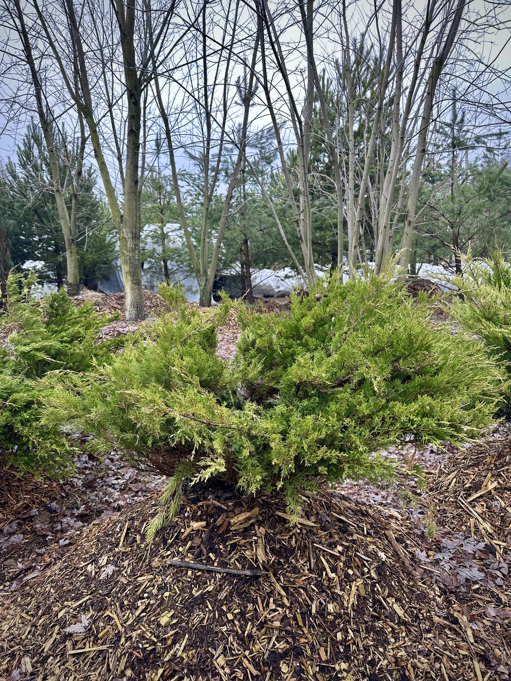 Можжевельник средний Минт Джулеп (Mint Julep)