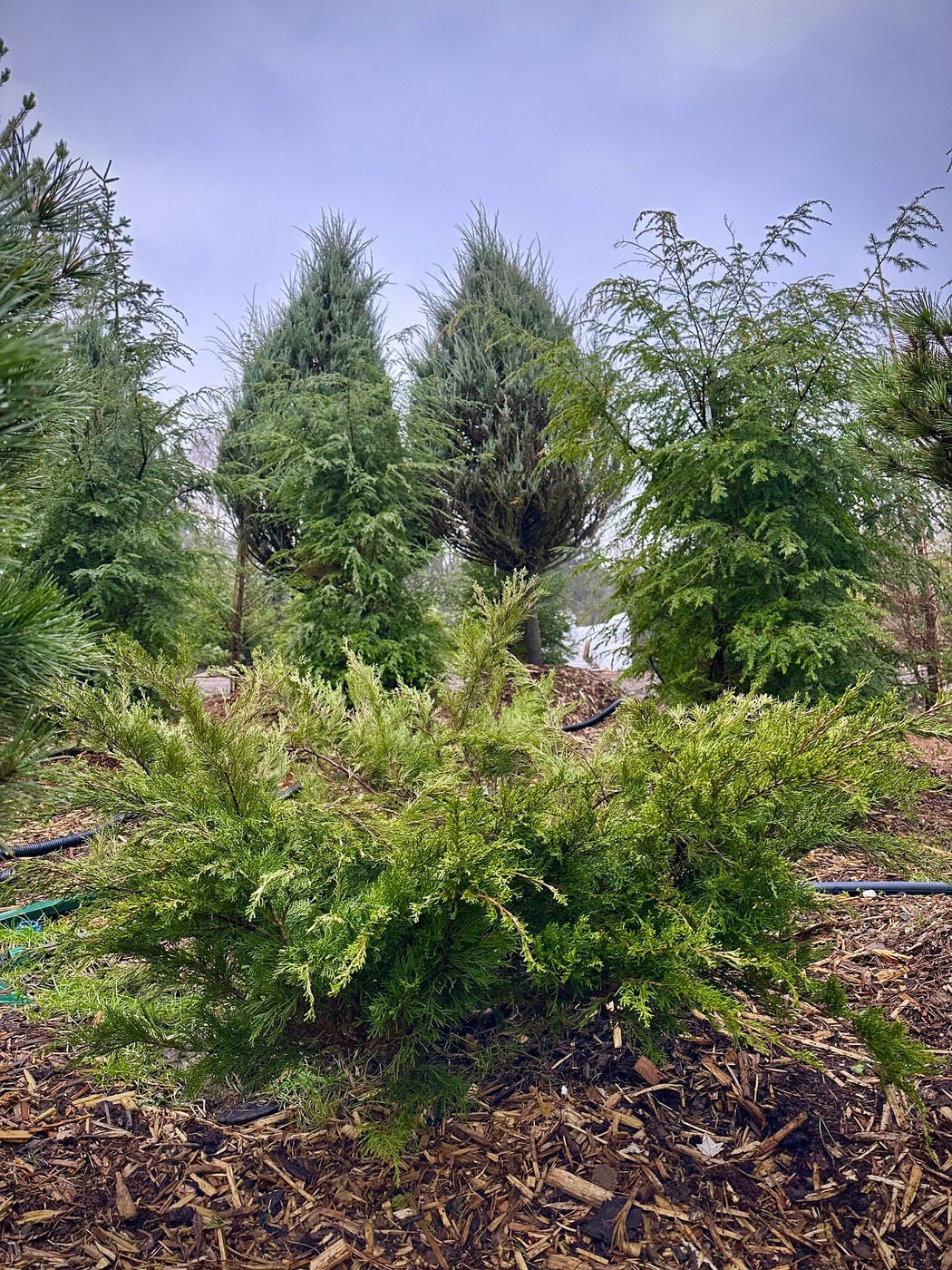 Можжевельник средний Минт Джулеп (Mint Julep)