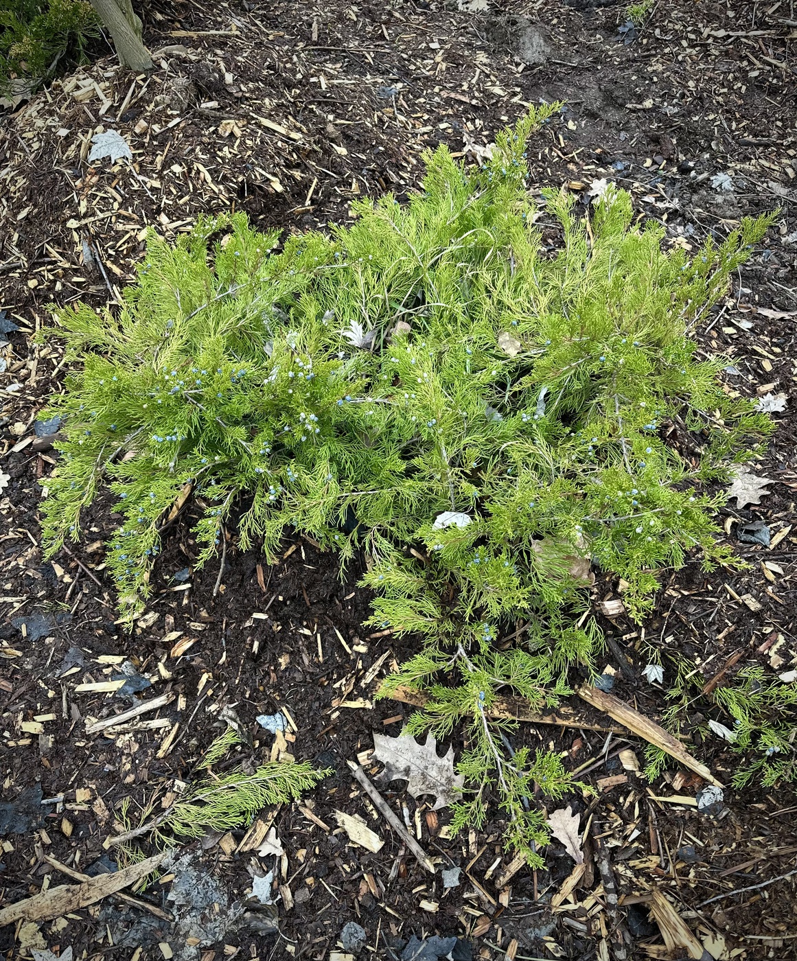 Можжевельник средний Минт Джулеп (Mint Julep)