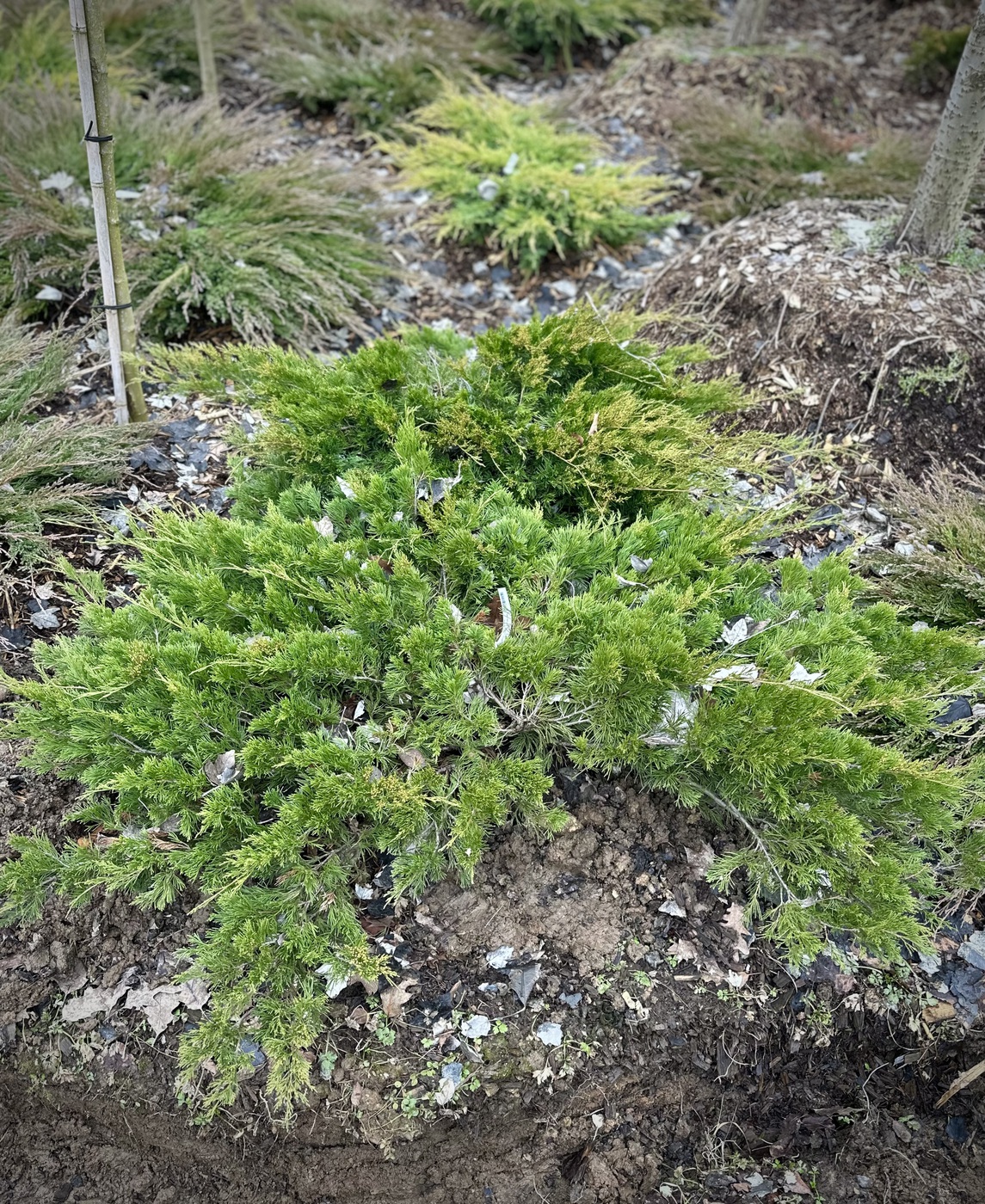 Можжевельник средний Минт Джулеп (Mint Julep)