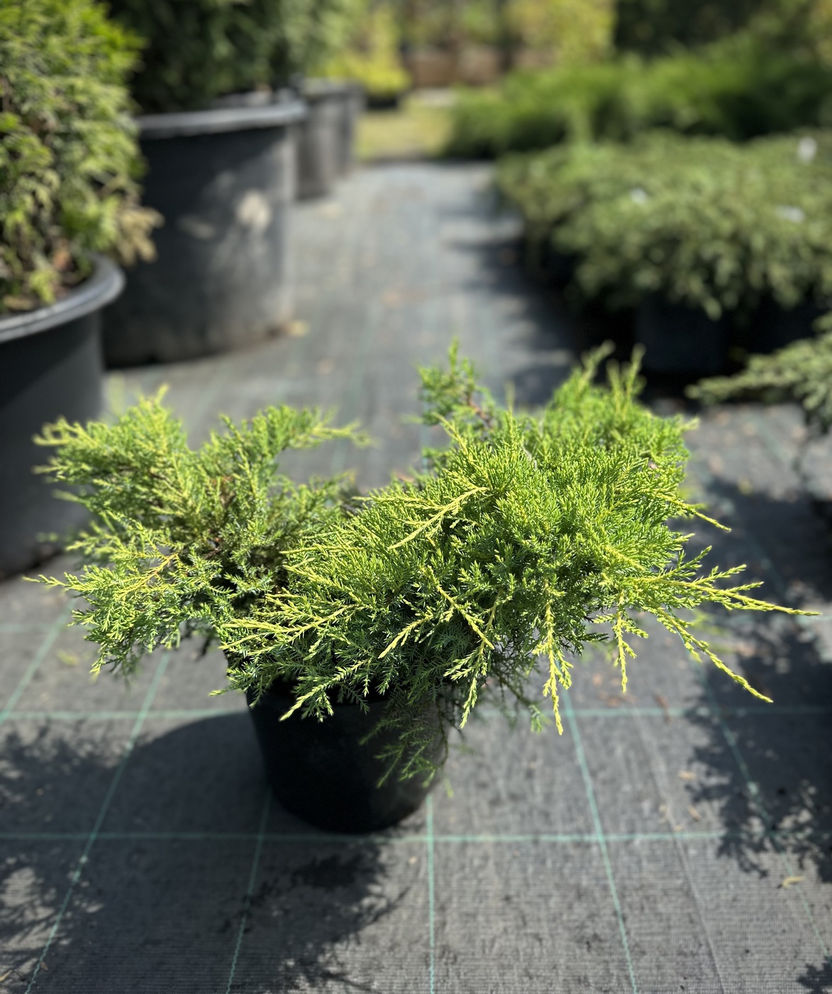 Можжевельник горизонтальный Голд Киссен (Gold Kissen)