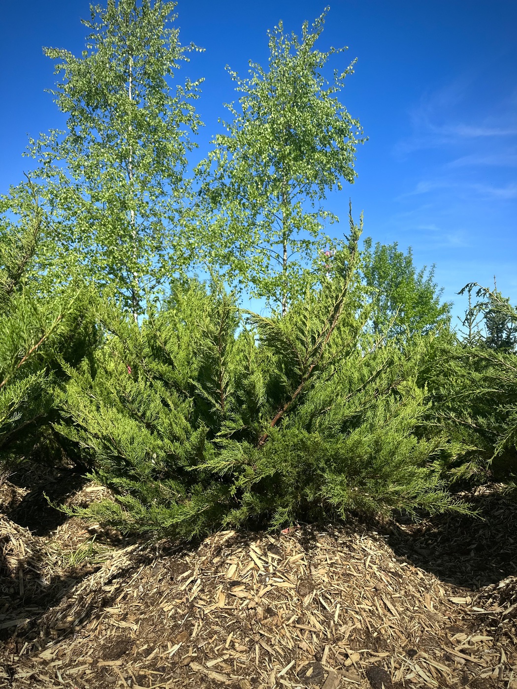 Можжевельник средний Минт Джулеп (Mint Julep)