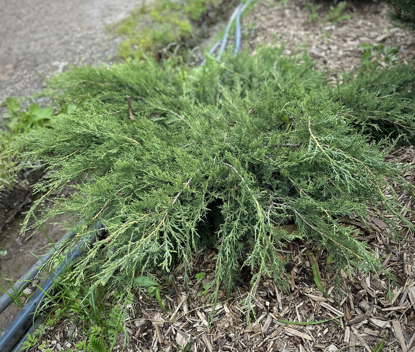 Можжевельник средний Минт Джулеп (Mint Julep)