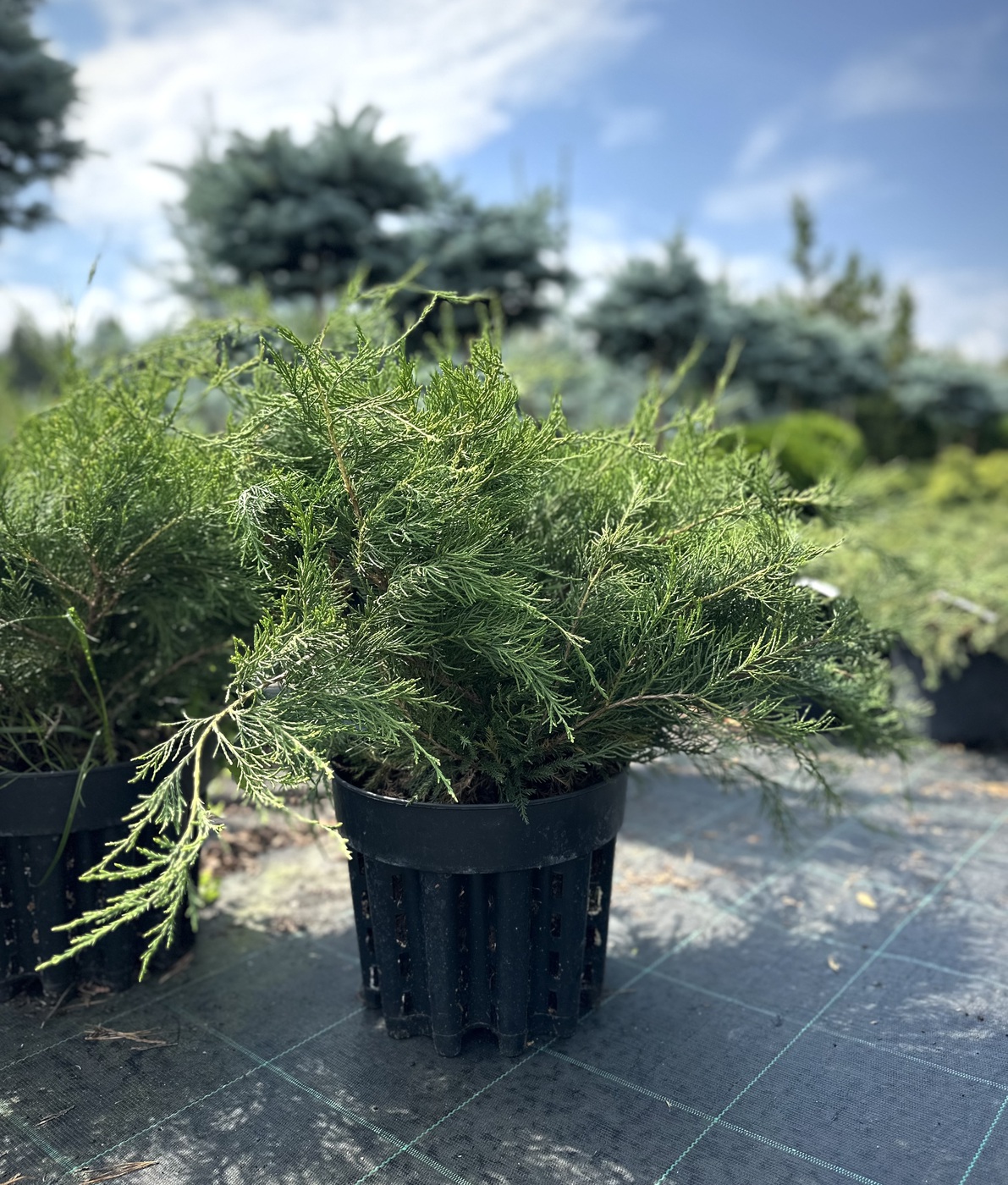 Можжевельник средний Минт Джулеп (Mint Julep)