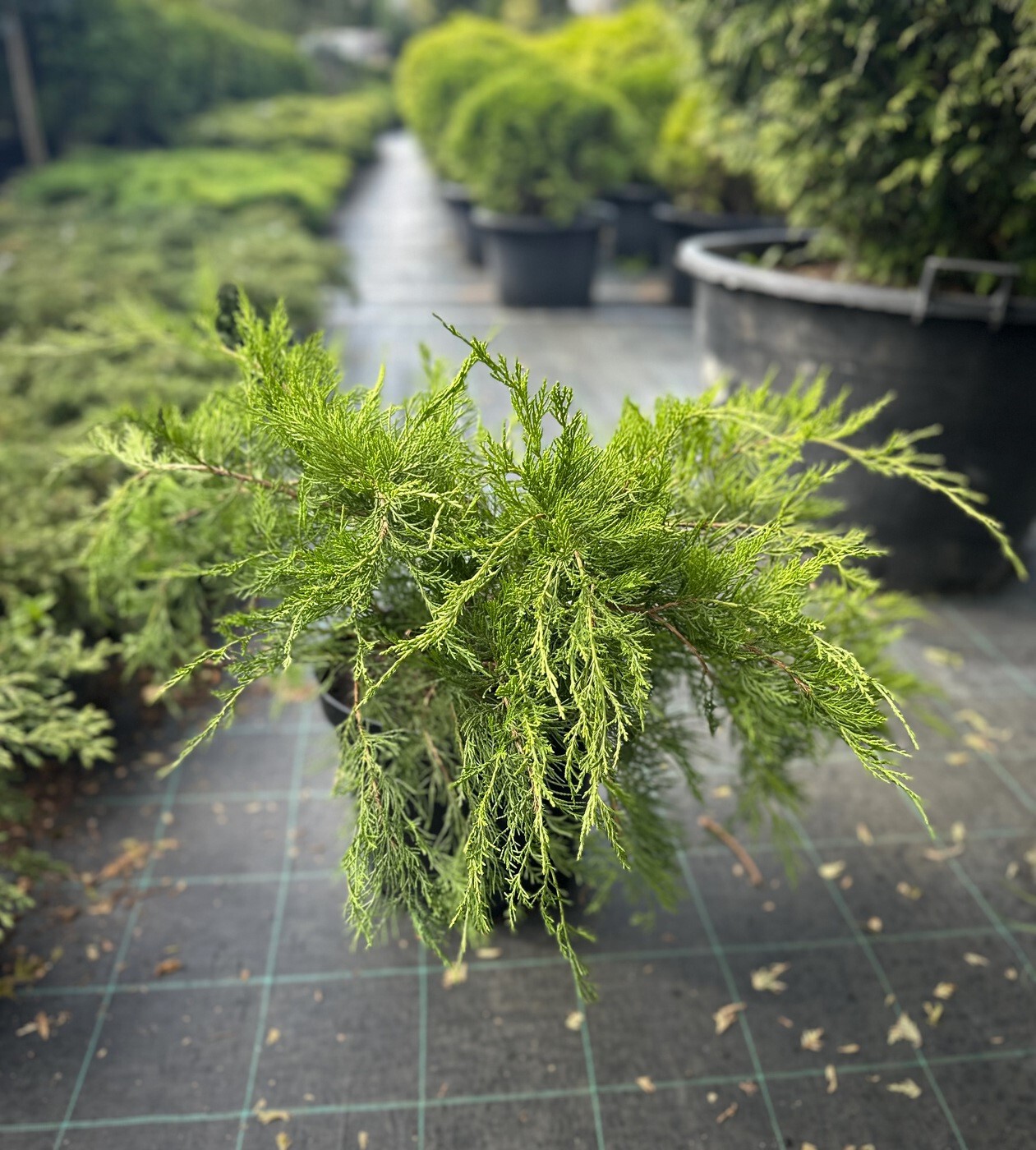 Можжевельник средний Минт Джулеп (Mint Julep)