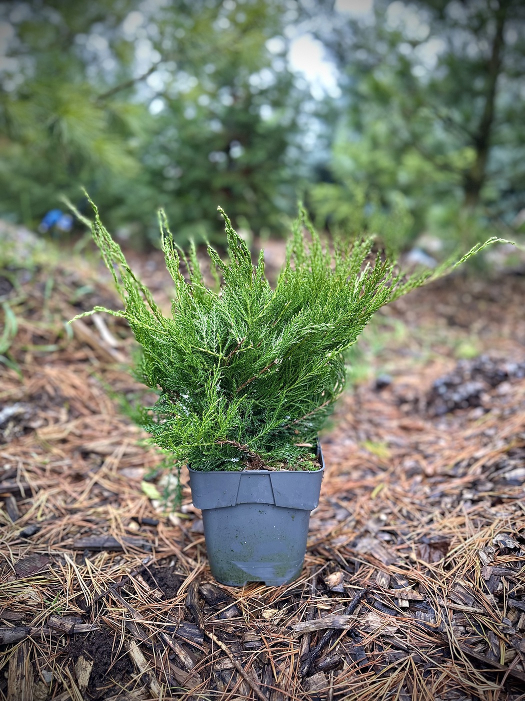 Можжевельник средний Минт Джулеп (Mint Julep)