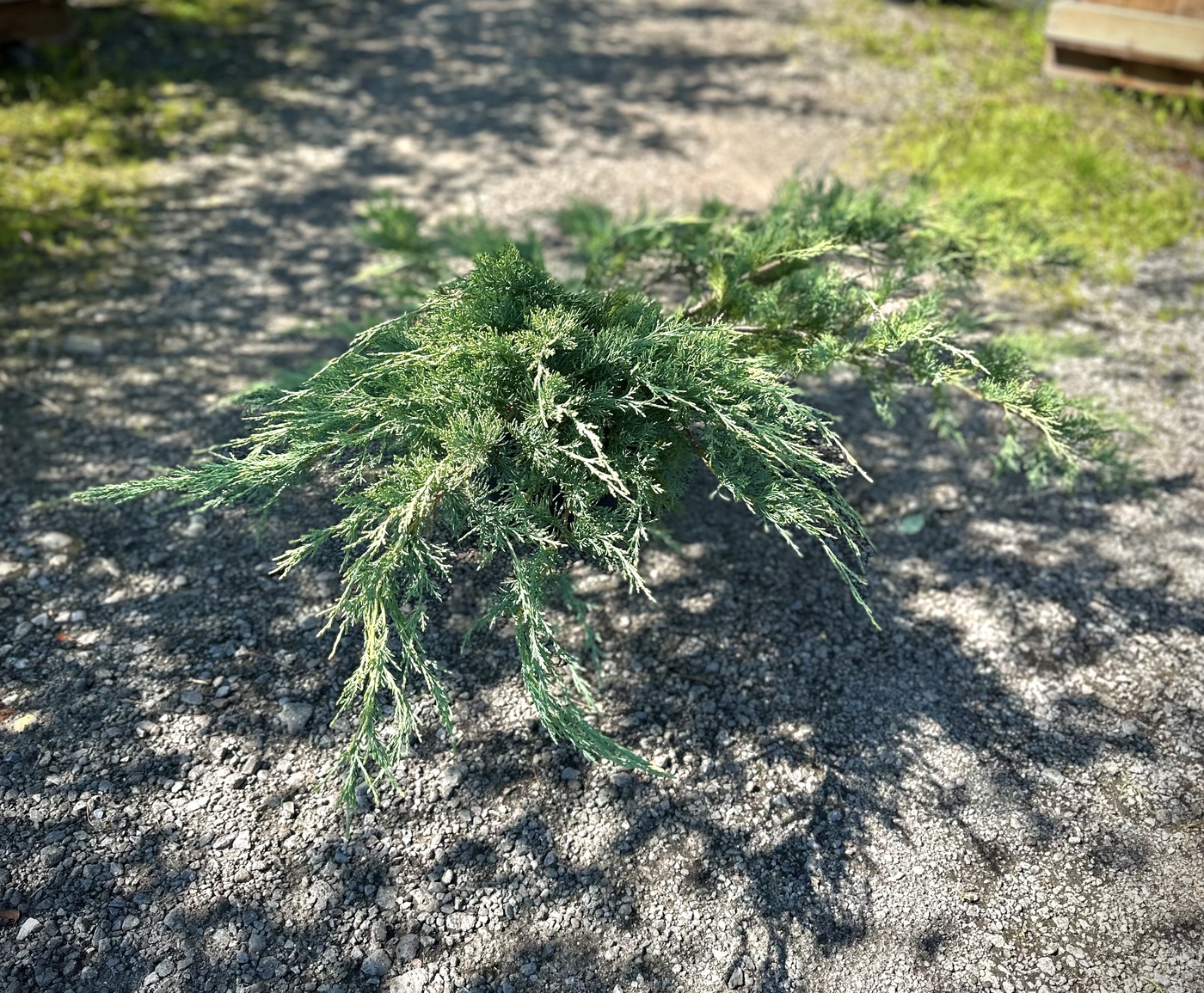 Можжевельник Пфитцериана Глаука (Pfitzeriana Glauca)