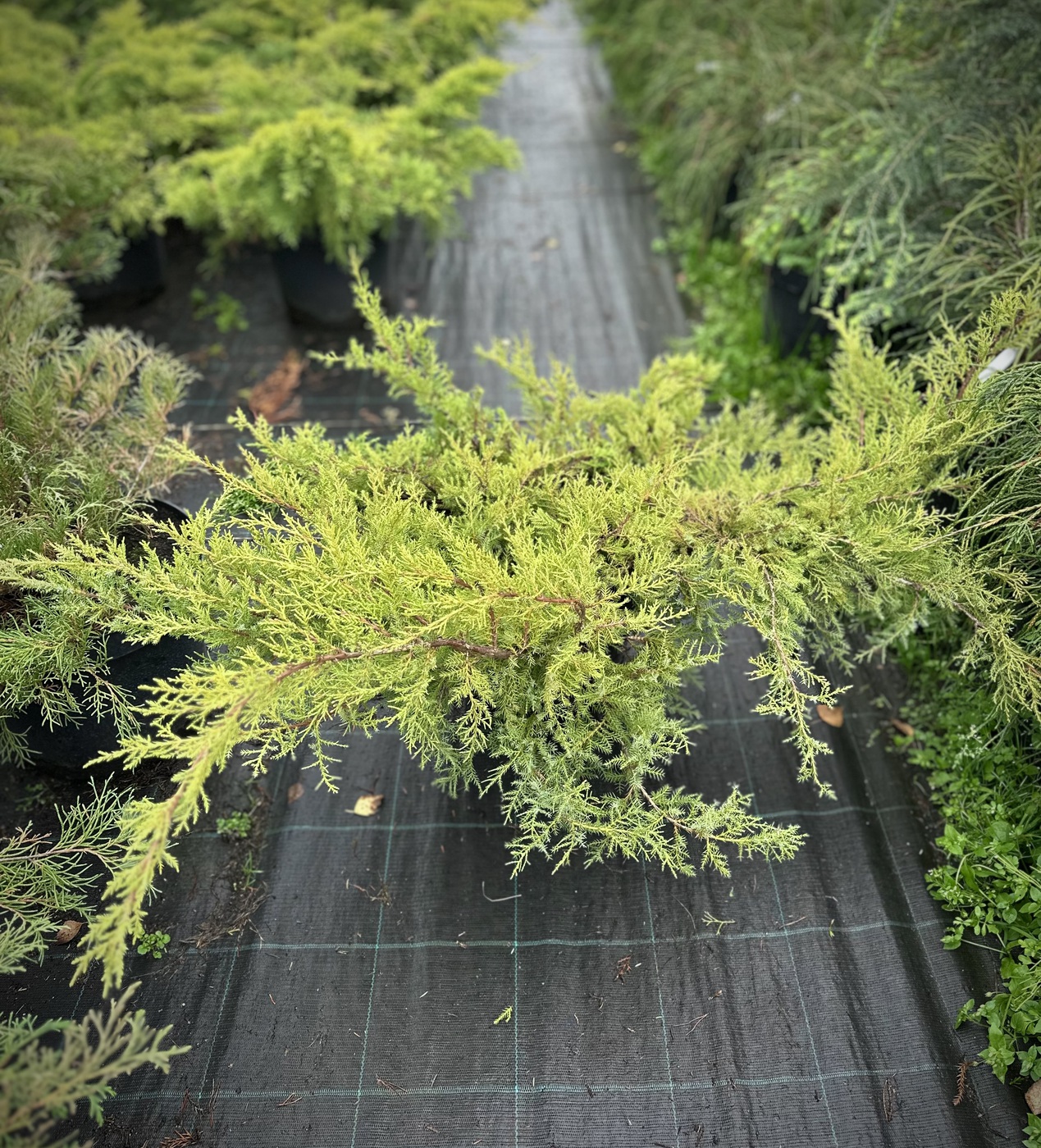 Можжевельник Пфитцериана Компакта (Compacta)