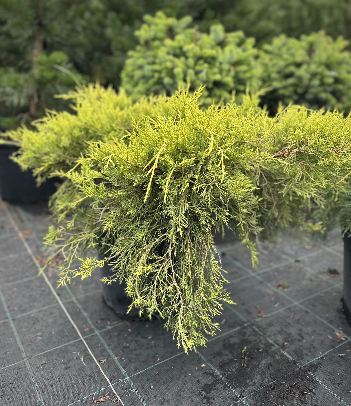 Можжевельник Пфитцериана `Олд Голд``Old Gold`