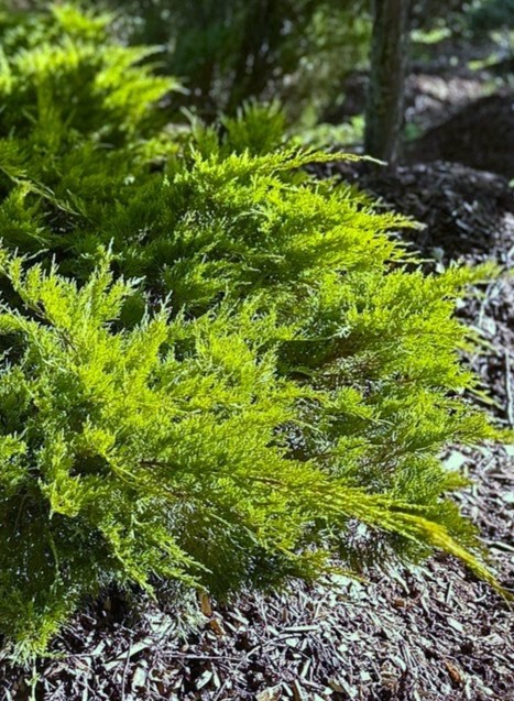 Можжевельник Пфитцериана Ауреа (Aurea)