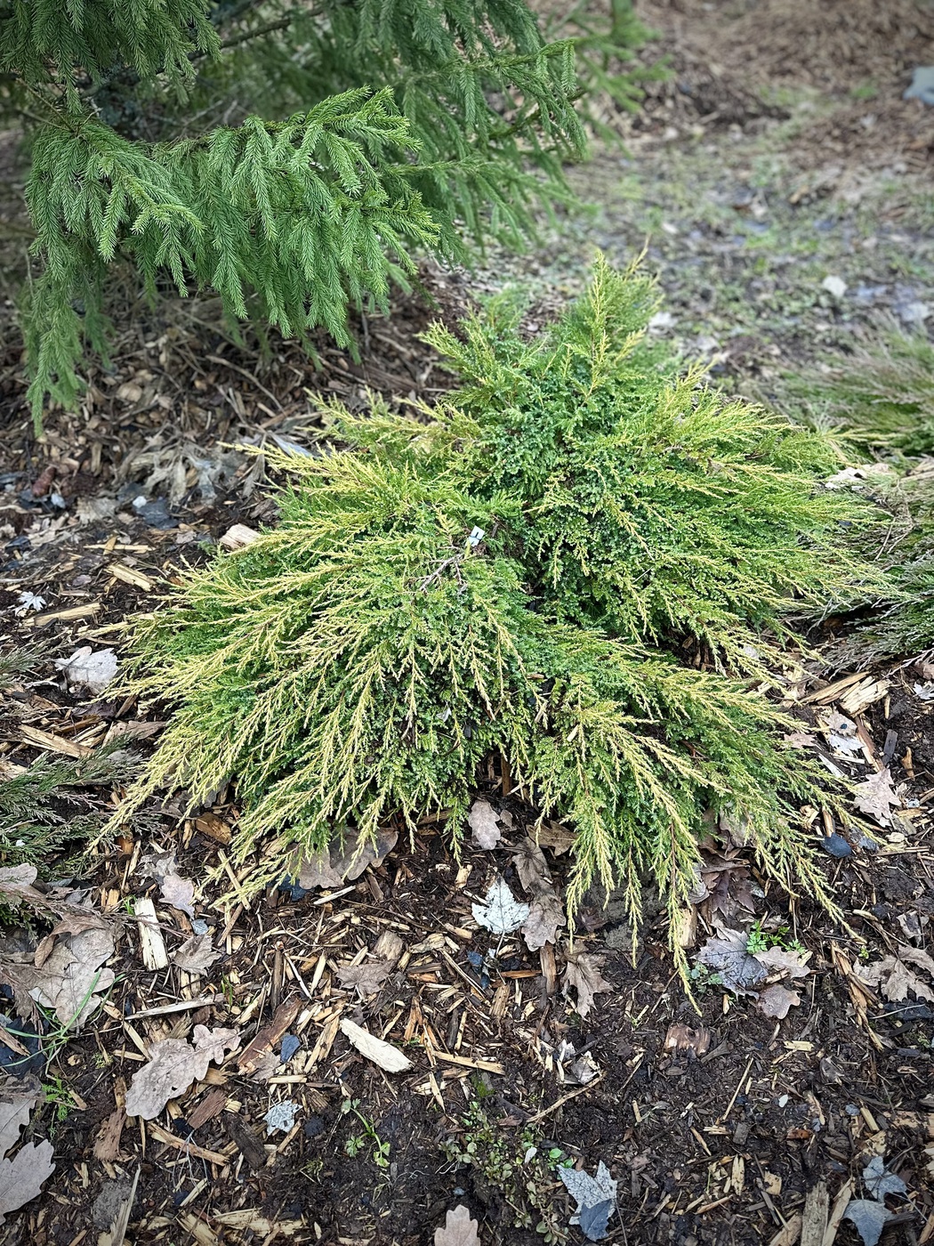 Можжевельник Пфитцериана Голд Стар (Gold Star)