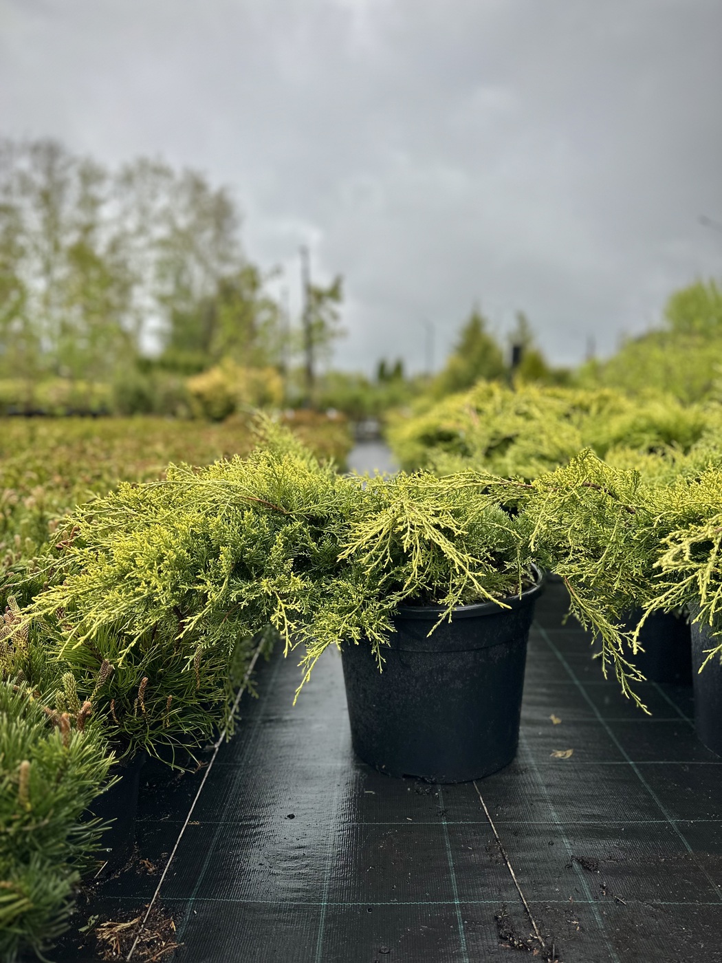 Можжевельник Пфитцериана Олд Голд (Old Gold)