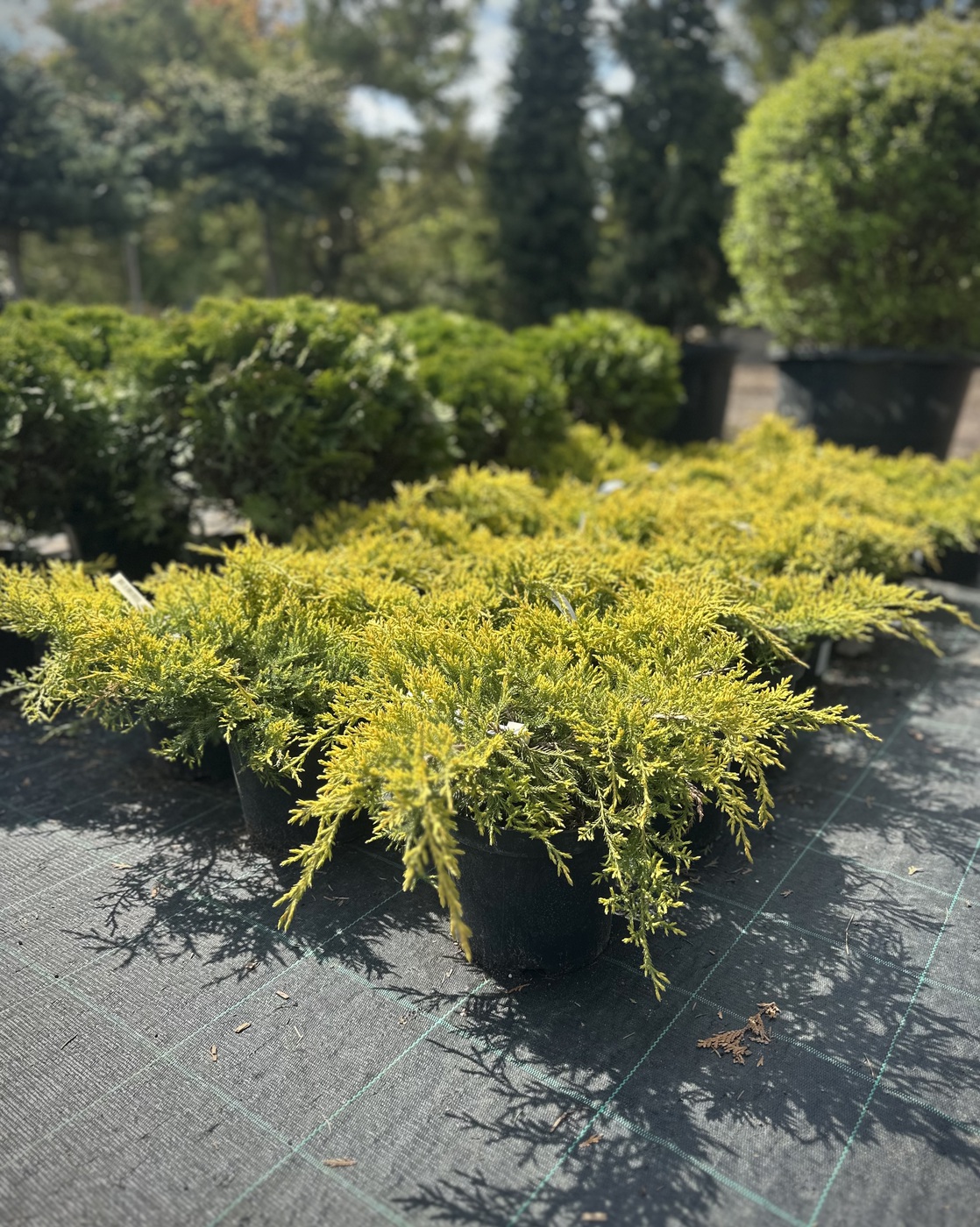 Можжевельник Пфитцериана Голд Стар (Gold Star)