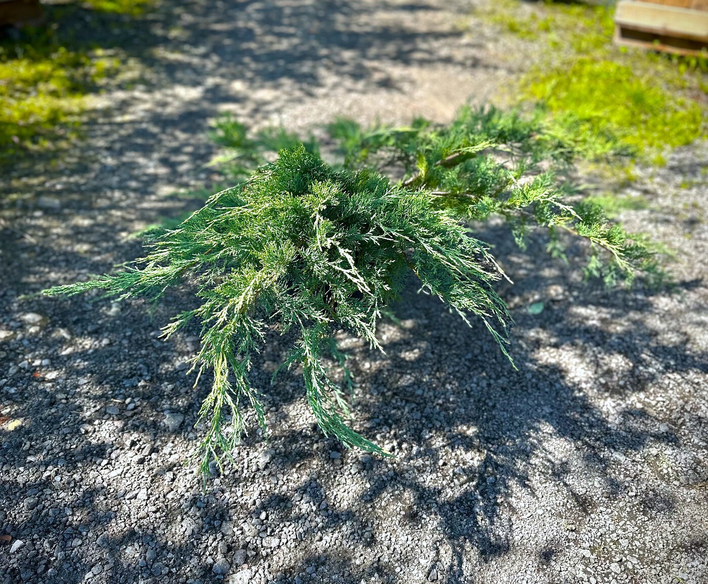 Можжевельник Пфитцериана `Глаука``Glauca`