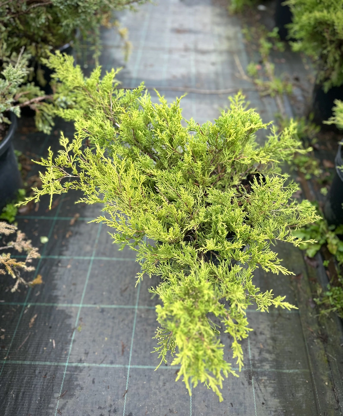 Можжевельник Пфитцериана Олд Голд (Old Gold)