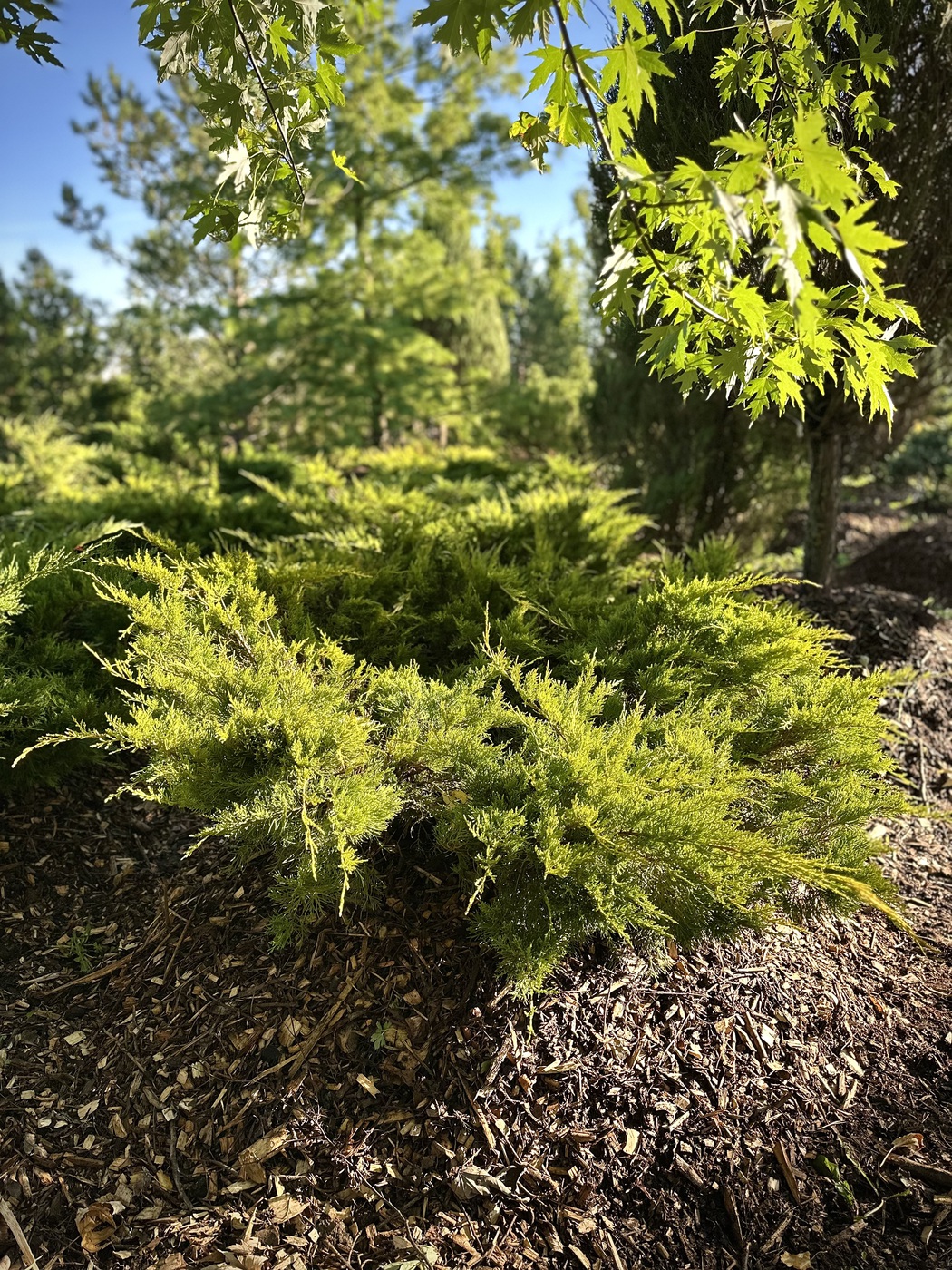Можжевельник Пфитцериана Ауреа (Aurea)