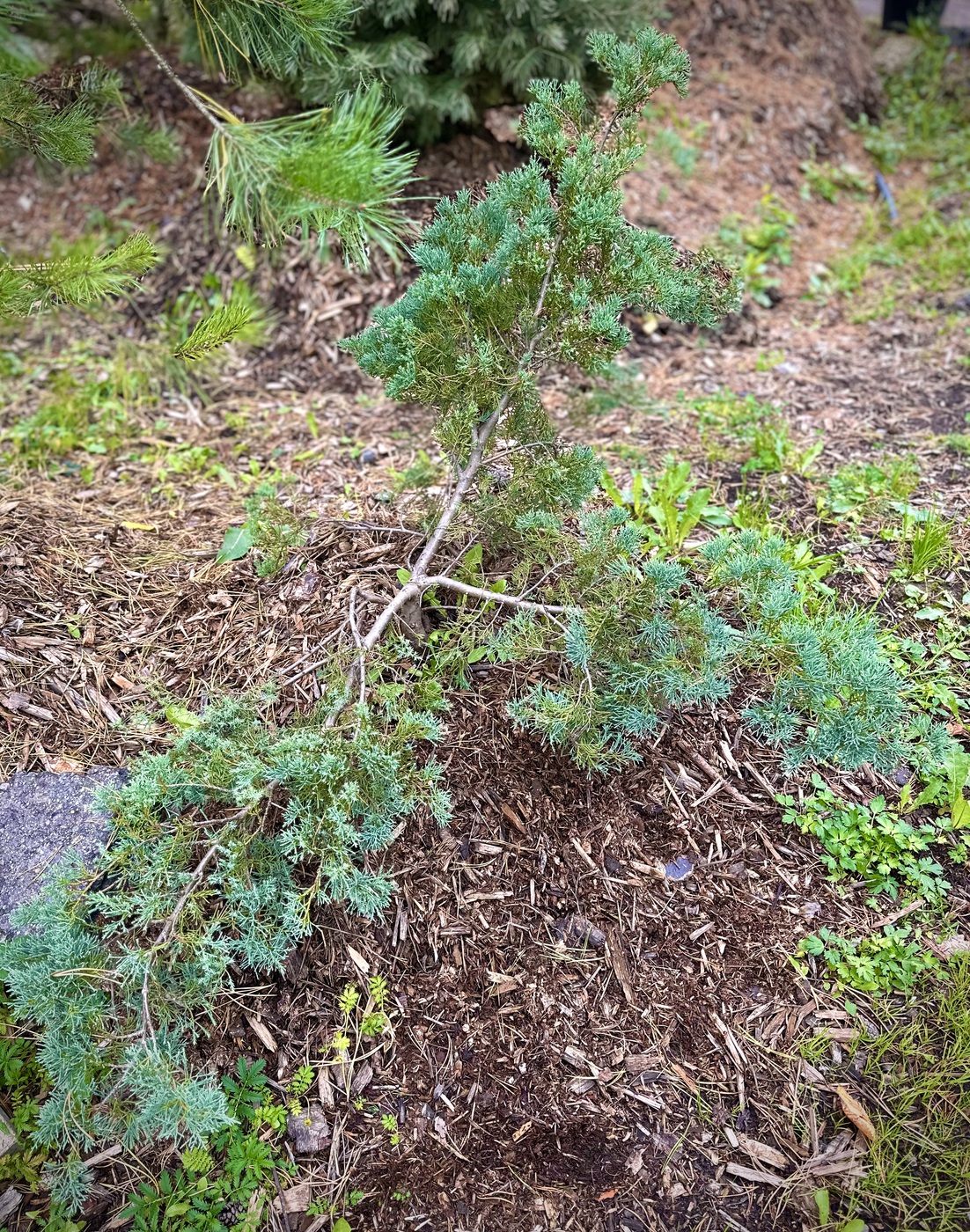 Можжевельник Пфитцериана Компакта (Compacta)