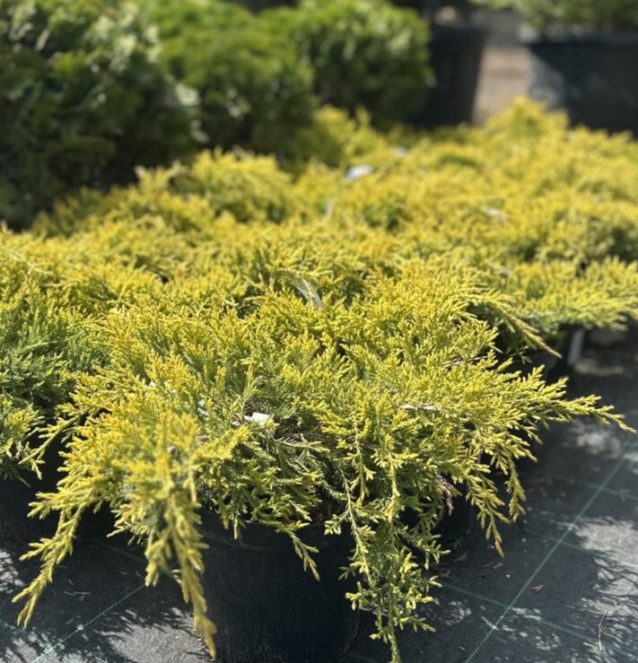 Можжевельник Пфитцериана Голд Стар (Gold Star)