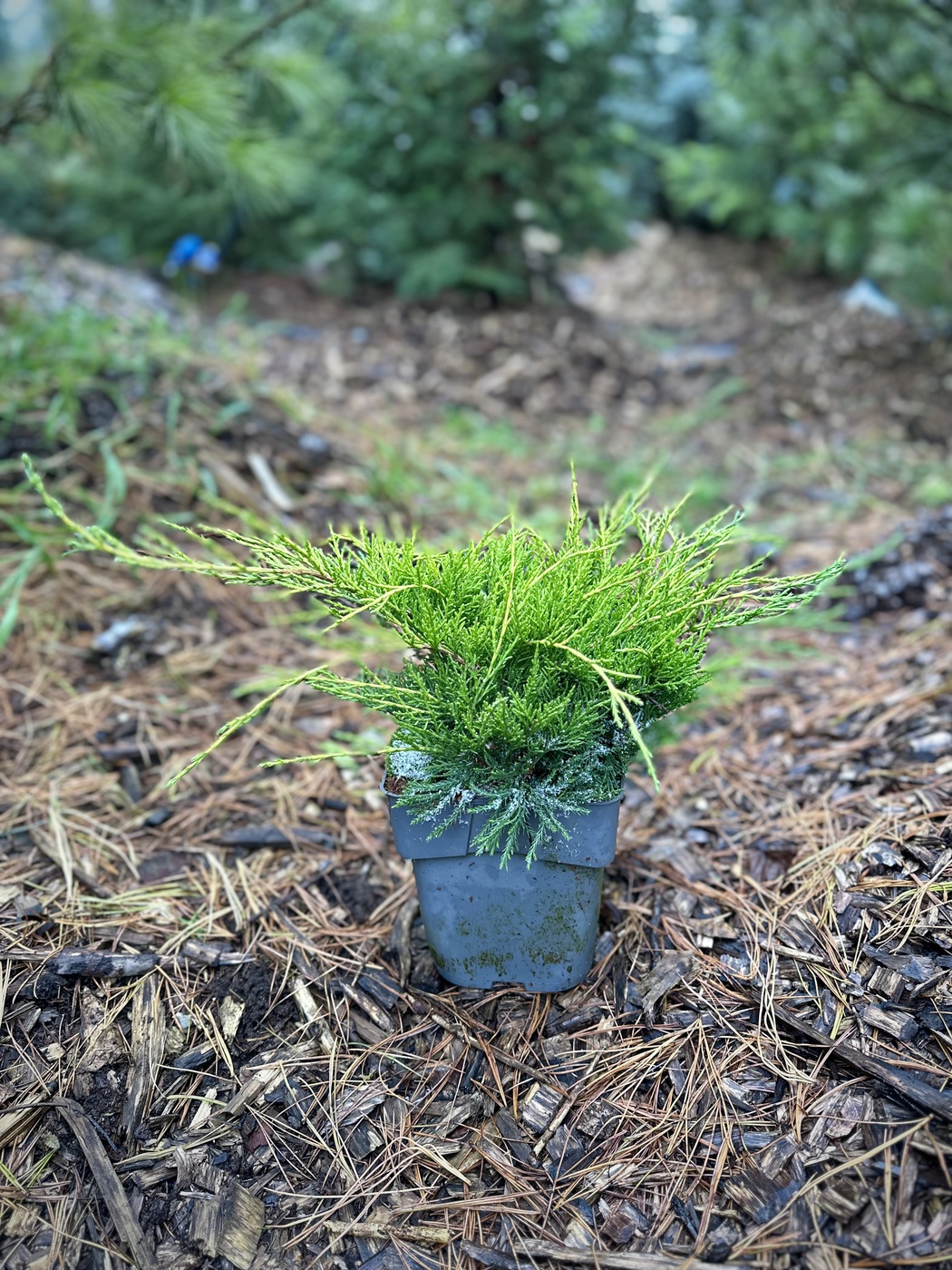 Можжевельник Пфитцериана Олд Голд (Old Gold)