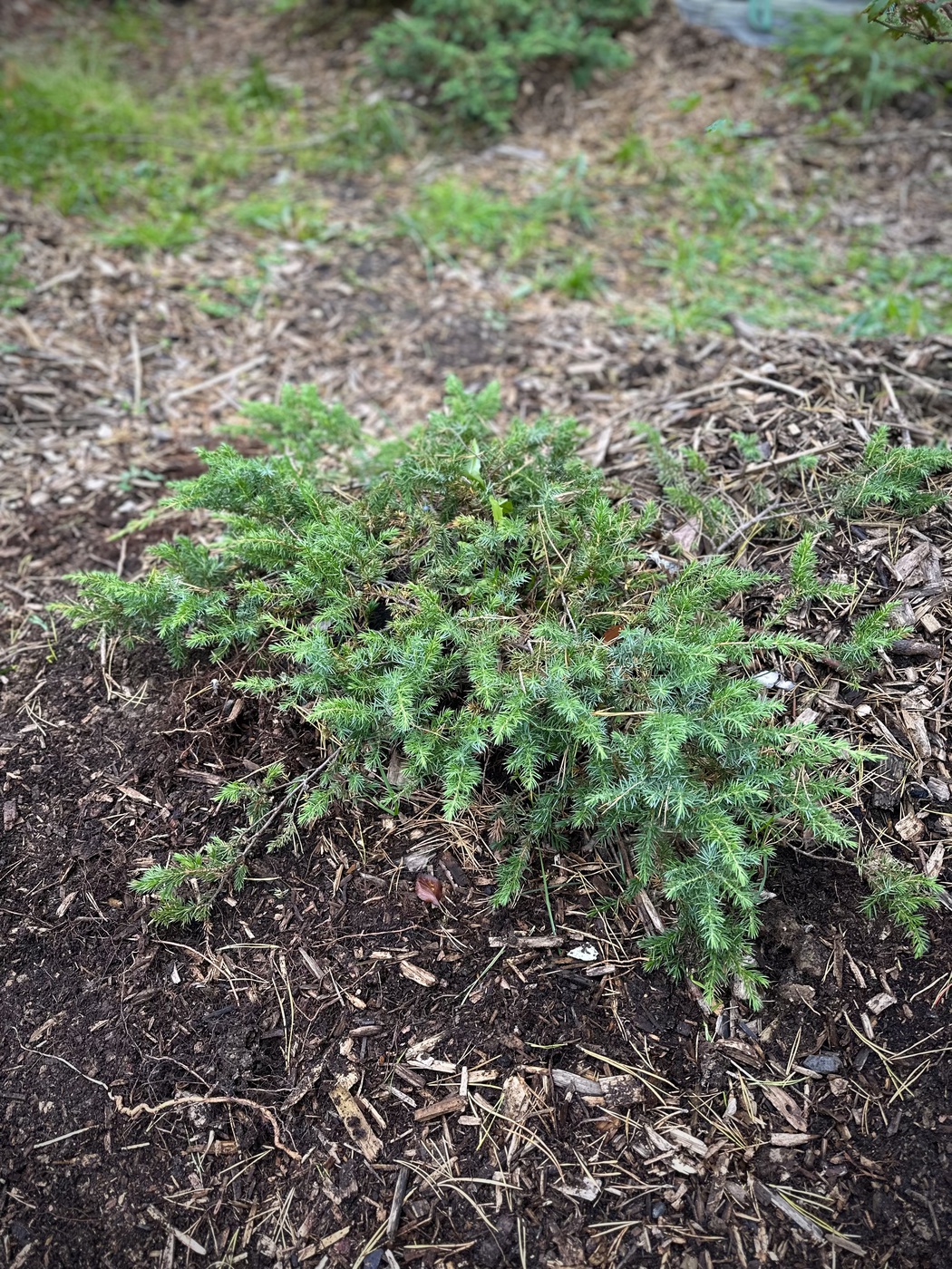 Можжевельник прибрежный Шлягер (Schlager)