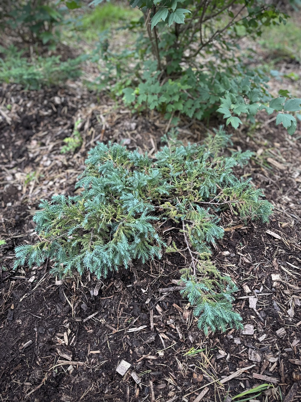 Можжевельник прибрежный Шлягер (Schlager)