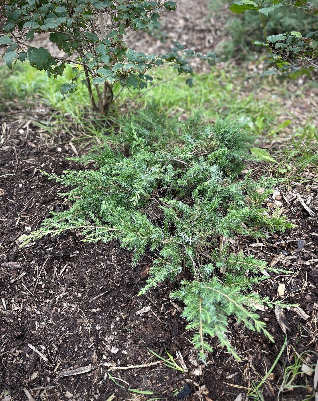 Можжевельник прибрежный Шлягер (Schlager)