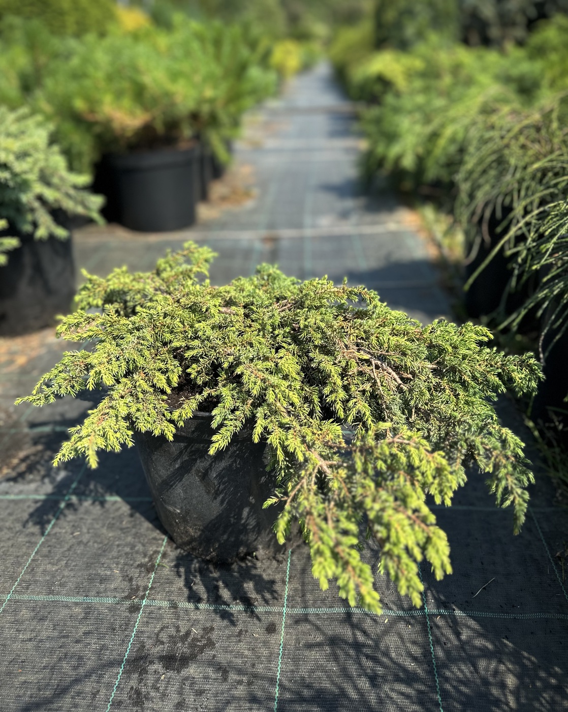 Можжевельник обыкновенный Грин Карпет (Green Carpet)
