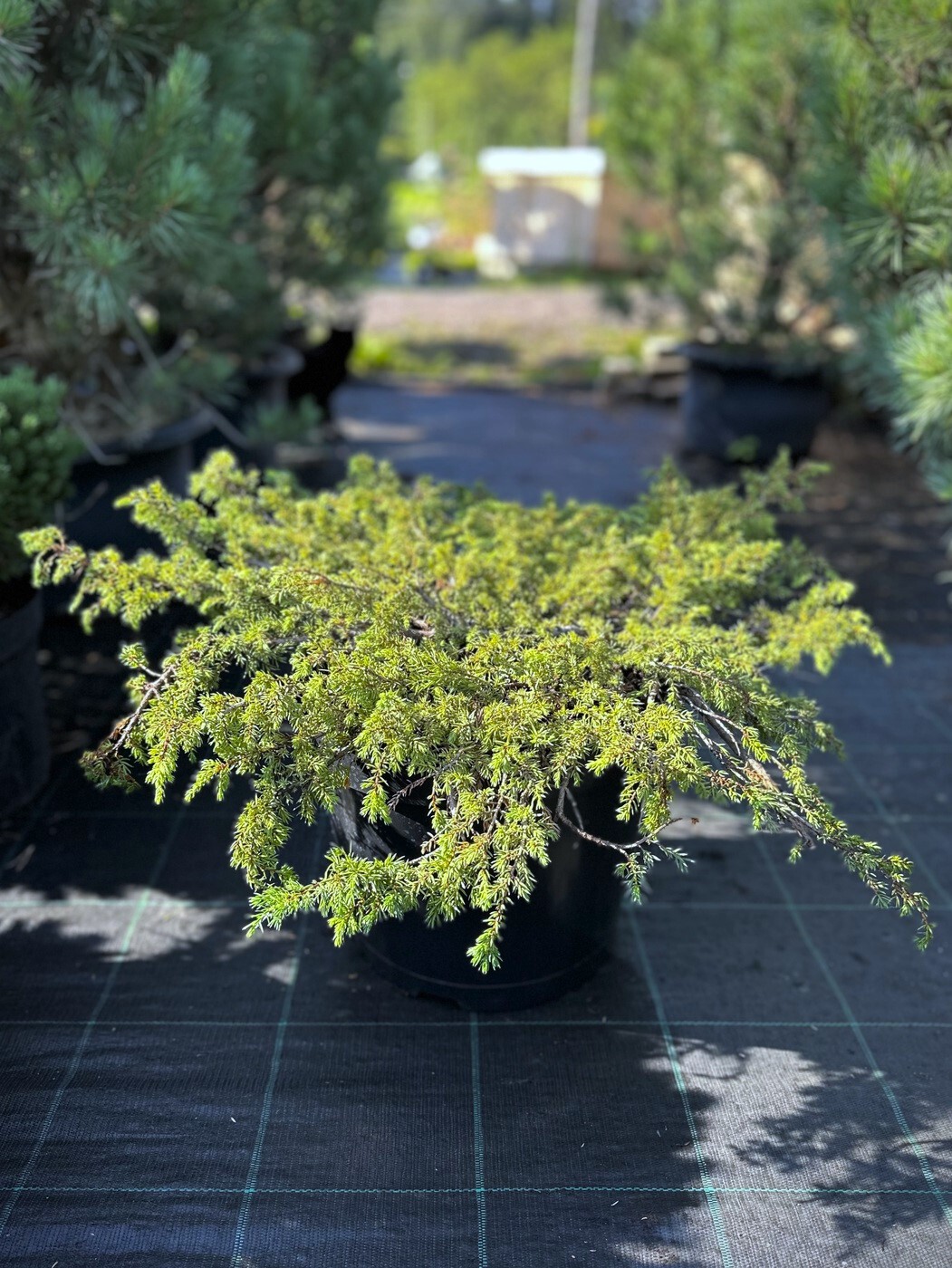 Можжевельник обыкновенный Грин Карпет (Green Carpet)