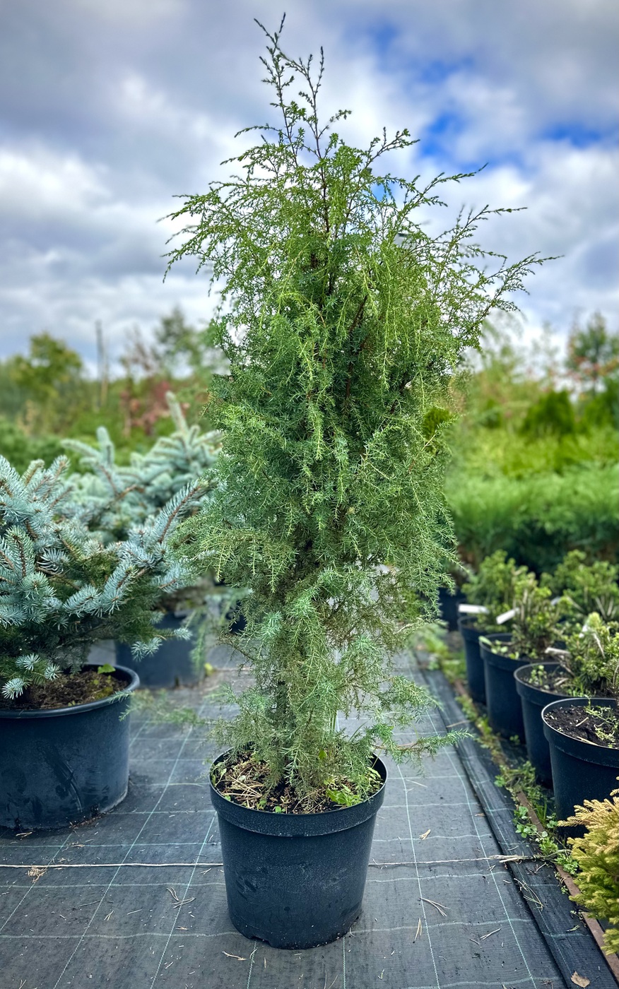 Можжевельник обыкновенный Суецика (Suecica)