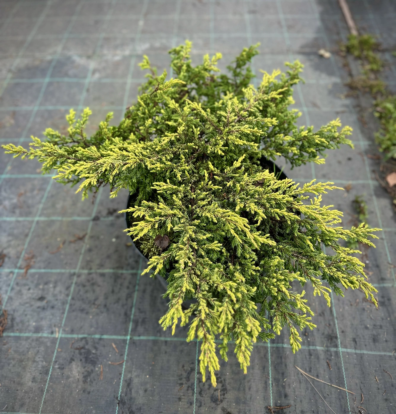 Можжевельник обыкновенный Голдшатц (Goldschatz)