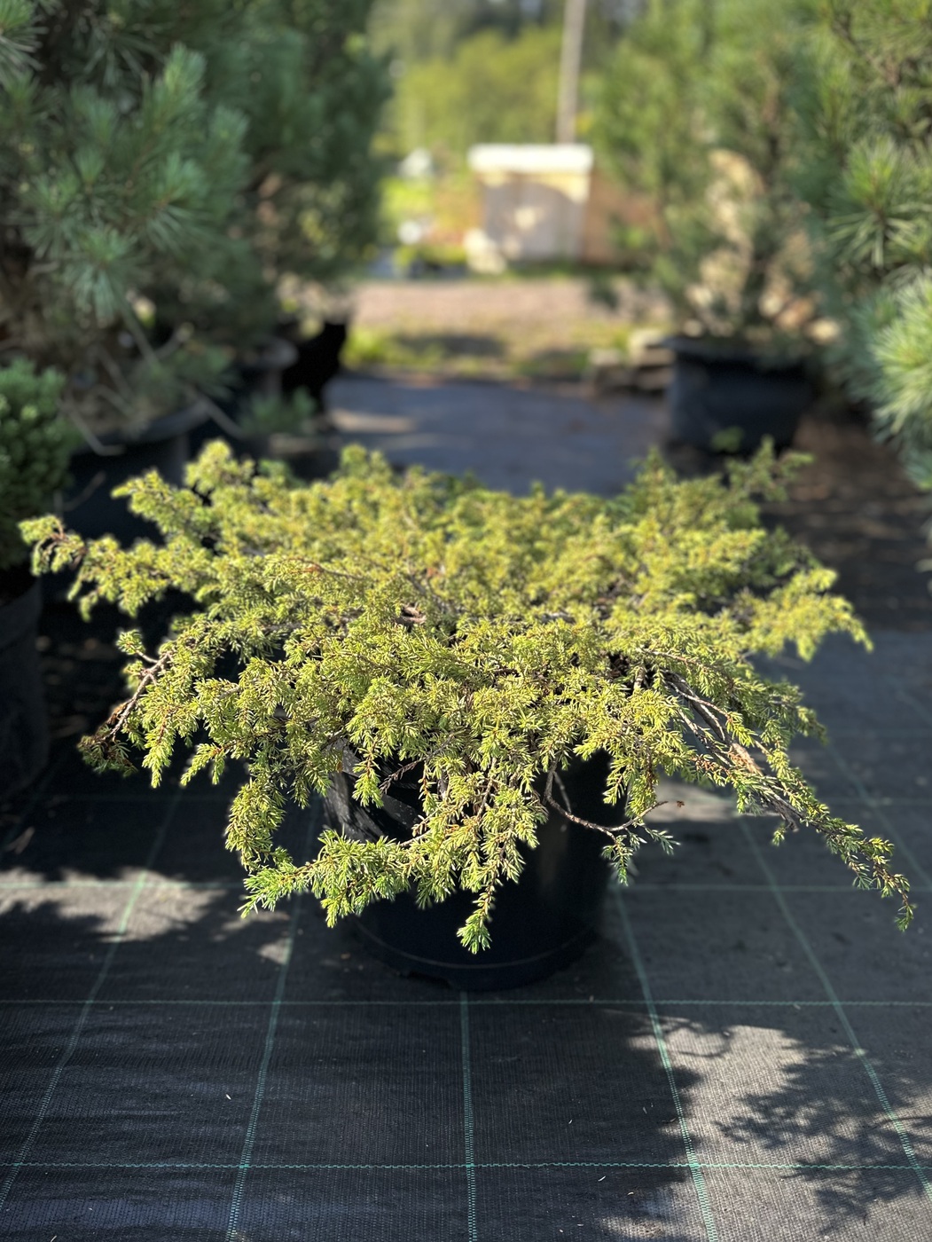 Можжевельник обыкновенный Грин Карпет (Green Carpet)