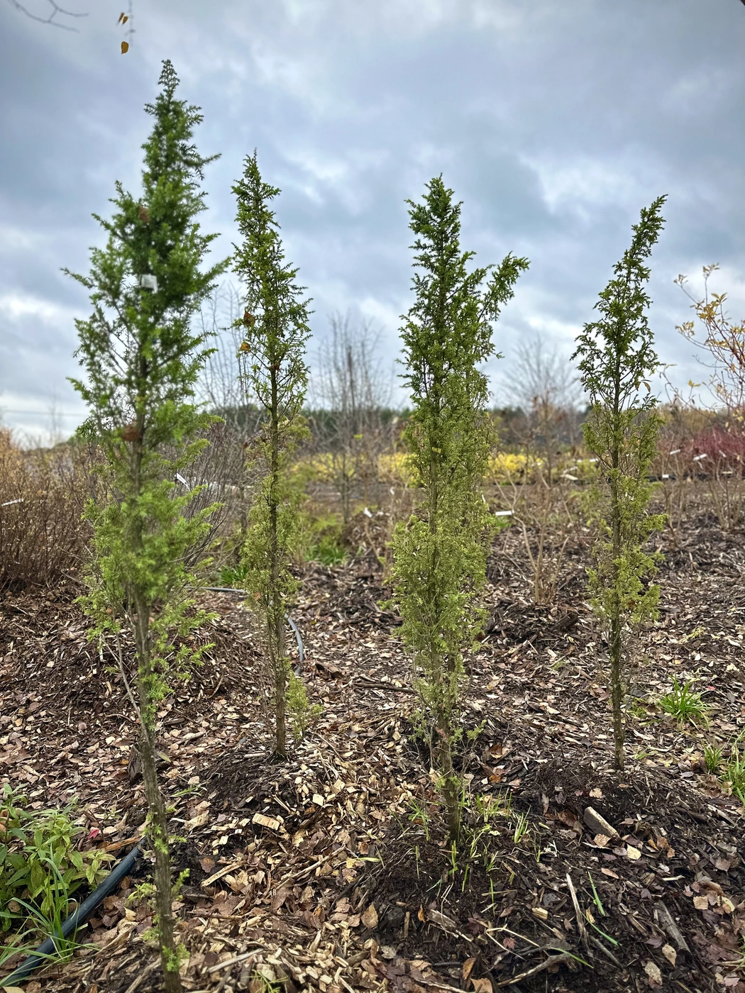 Можжевельник обыкновенный Хиберника (Hibernica)