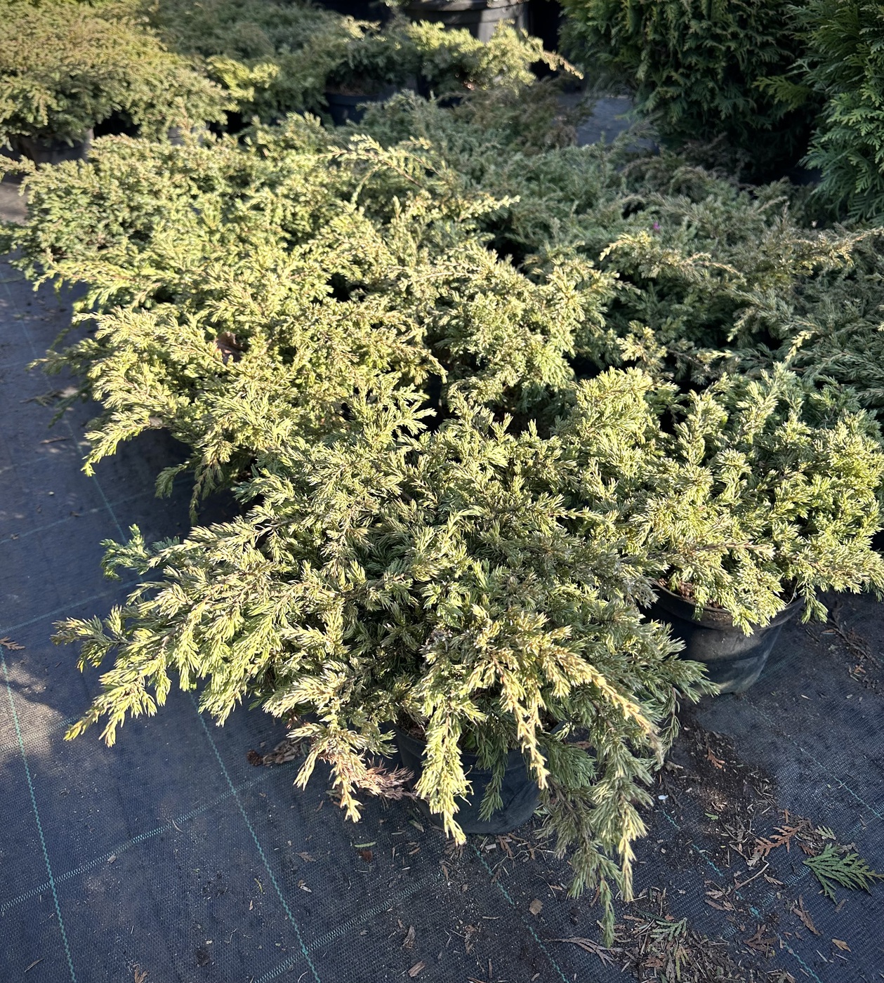 Можжевельник обыкновенный Репанда (Repanda)