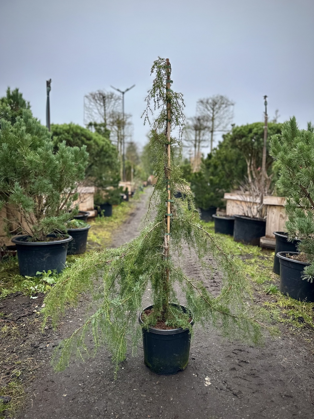 Можжевельник обыкновенный Облонга Пендула (Oblonga Pendula)