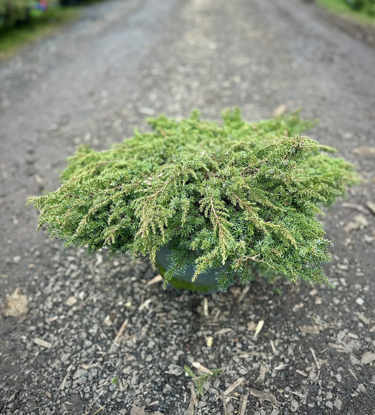 Можжевельник обыкновенный Грин Карпет (Green Carpet)