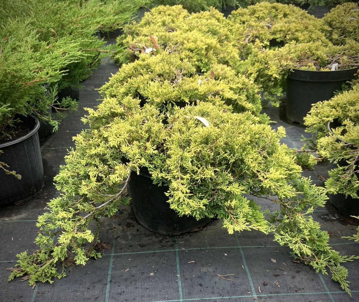 Можжевельник горизонтальный Голден Карпет (Golden Carpet)