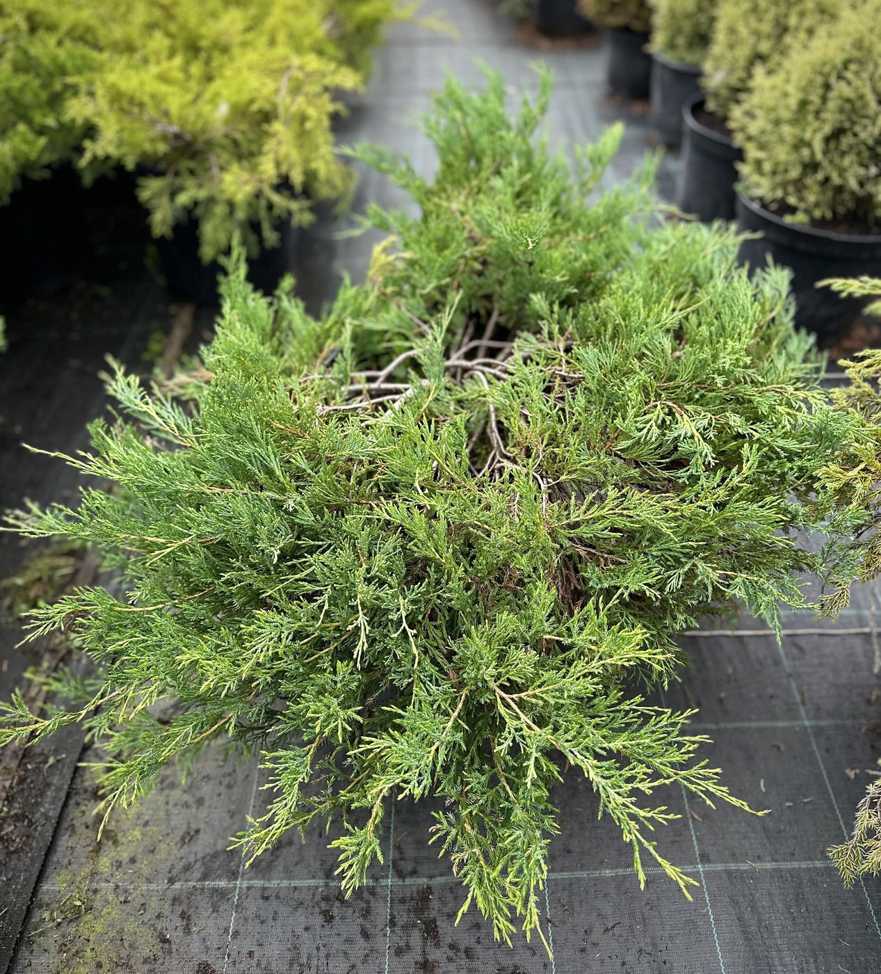 Можжевельник горизонтальный Андорра Компакт (Andorra Compact)