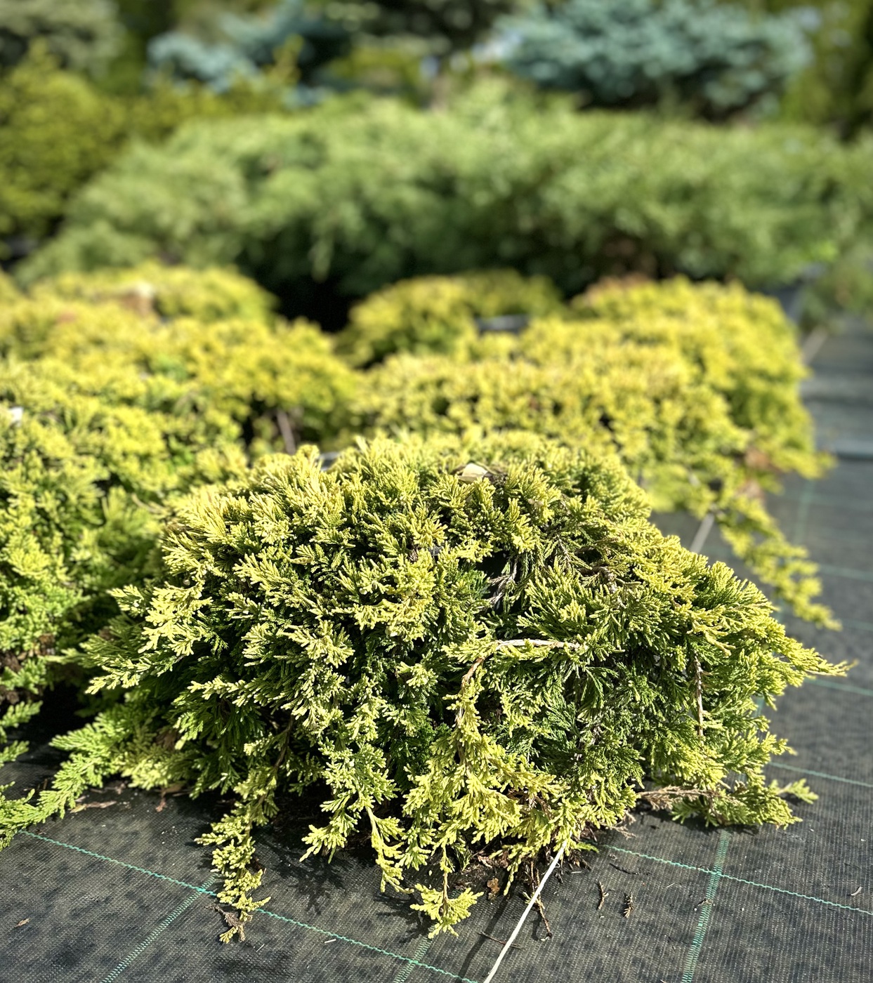 Можжевельник горизонтальный Голден Карпет (Golden Carpet)