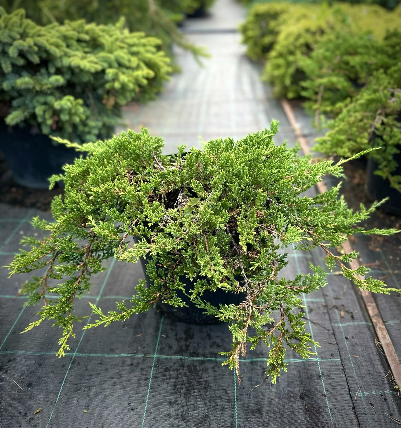 Можжевельник горизонтальный Принц оф Уэльс (Prince of Wales)