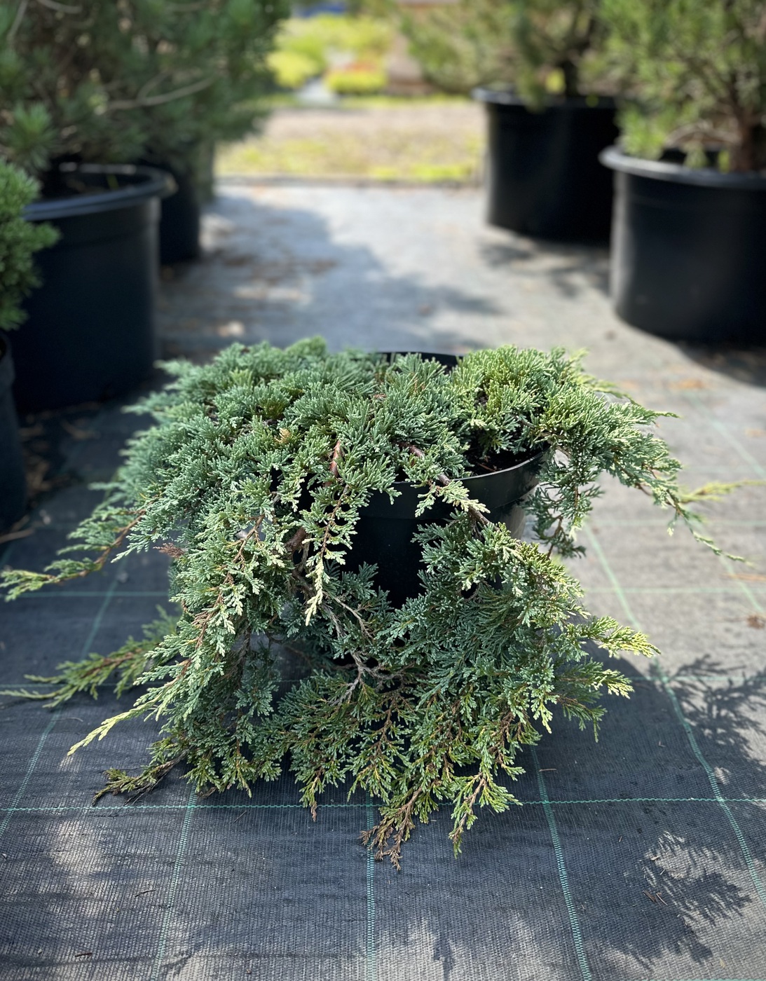 Можжевельник горизонтальный Вилтони (Wiltonii)