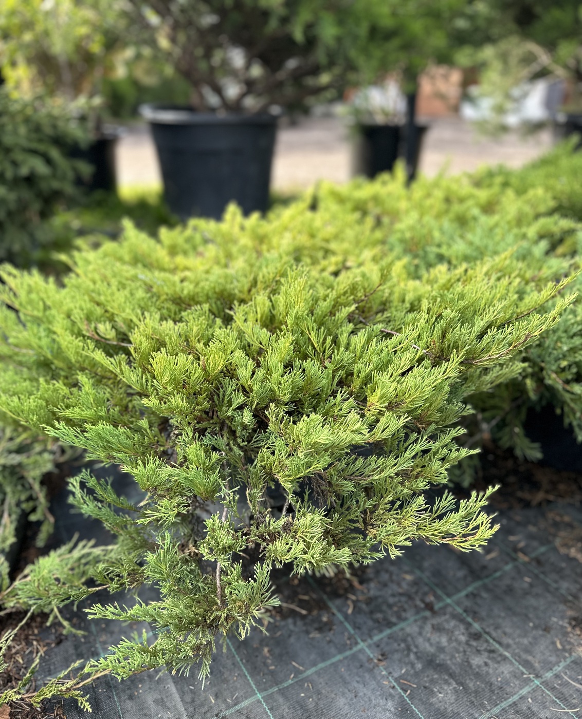 Можжевельник горизонтальный Андорра Компакт (Andorra Compact)