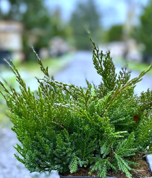 Можжевельник горизонтальный Блю Чип (Blue Chip)