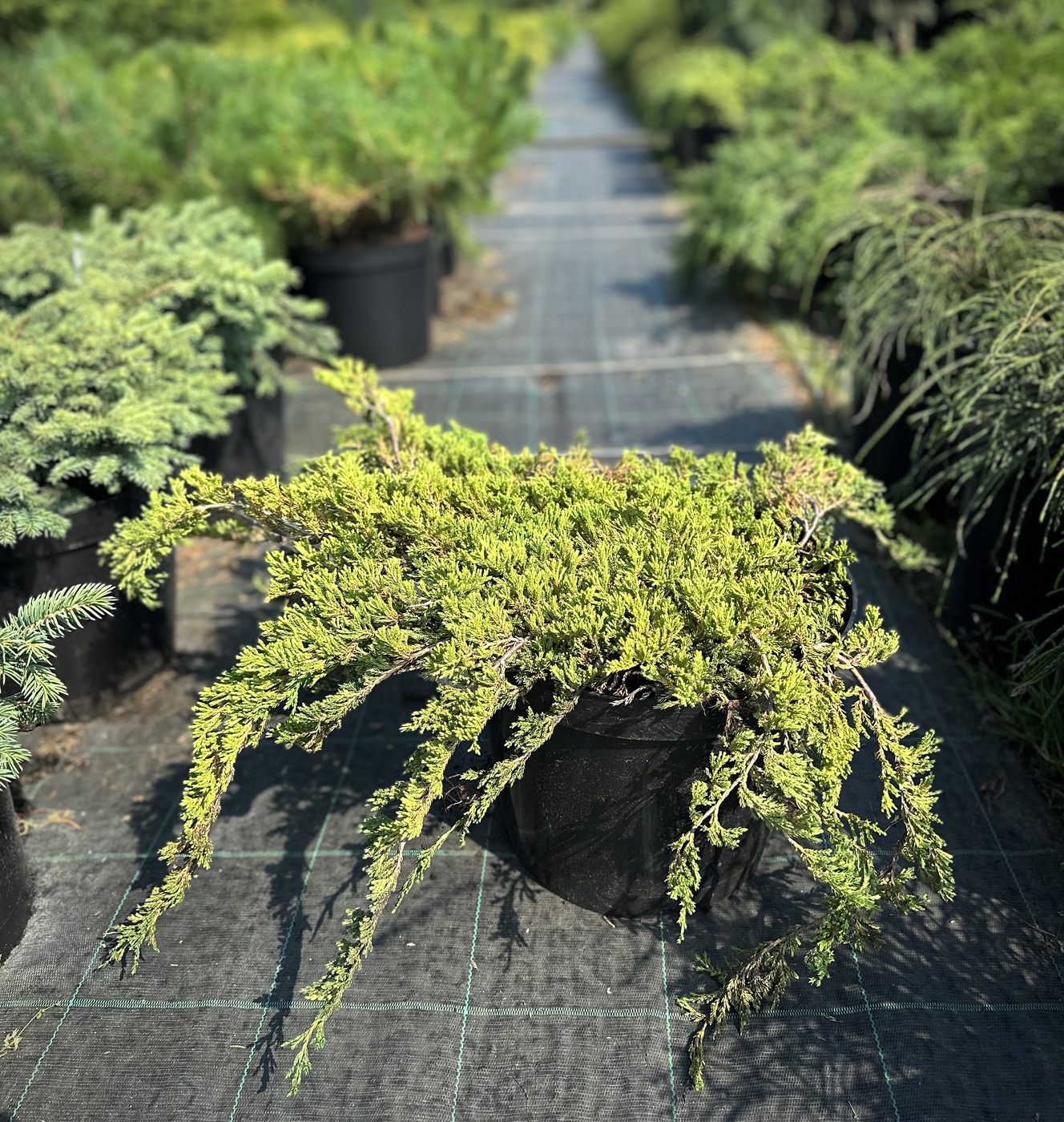 Можжевельник горизонтальный Принц оф Уэльс (Prince of Wales)