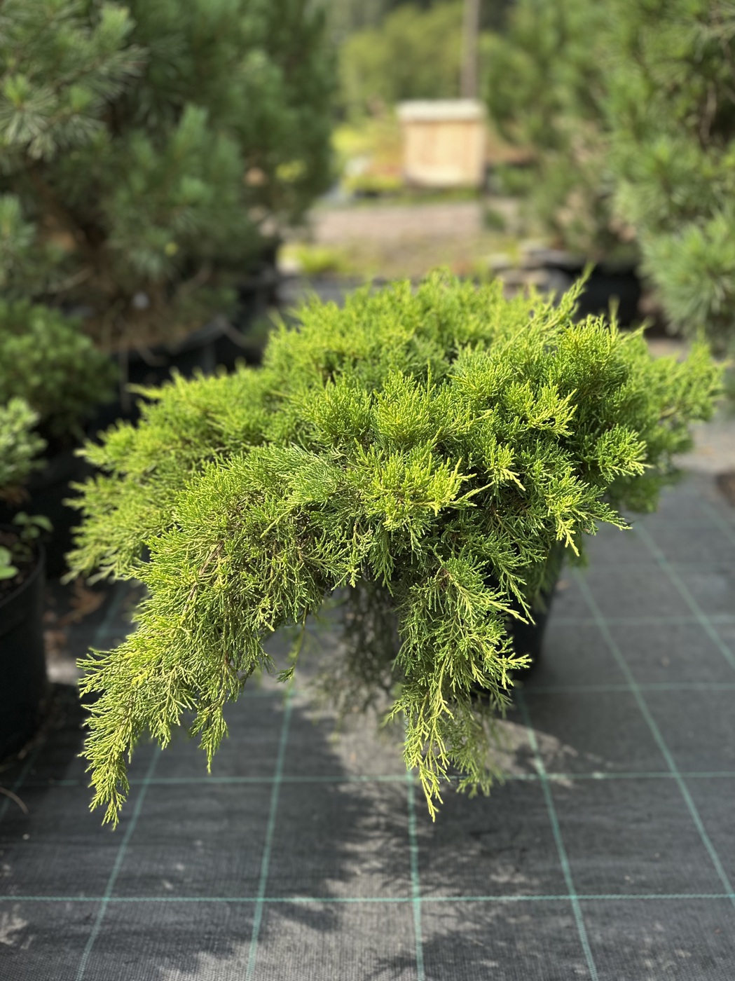 Можжевельник горизонтальный Лайм Глоу (Lime Glow)