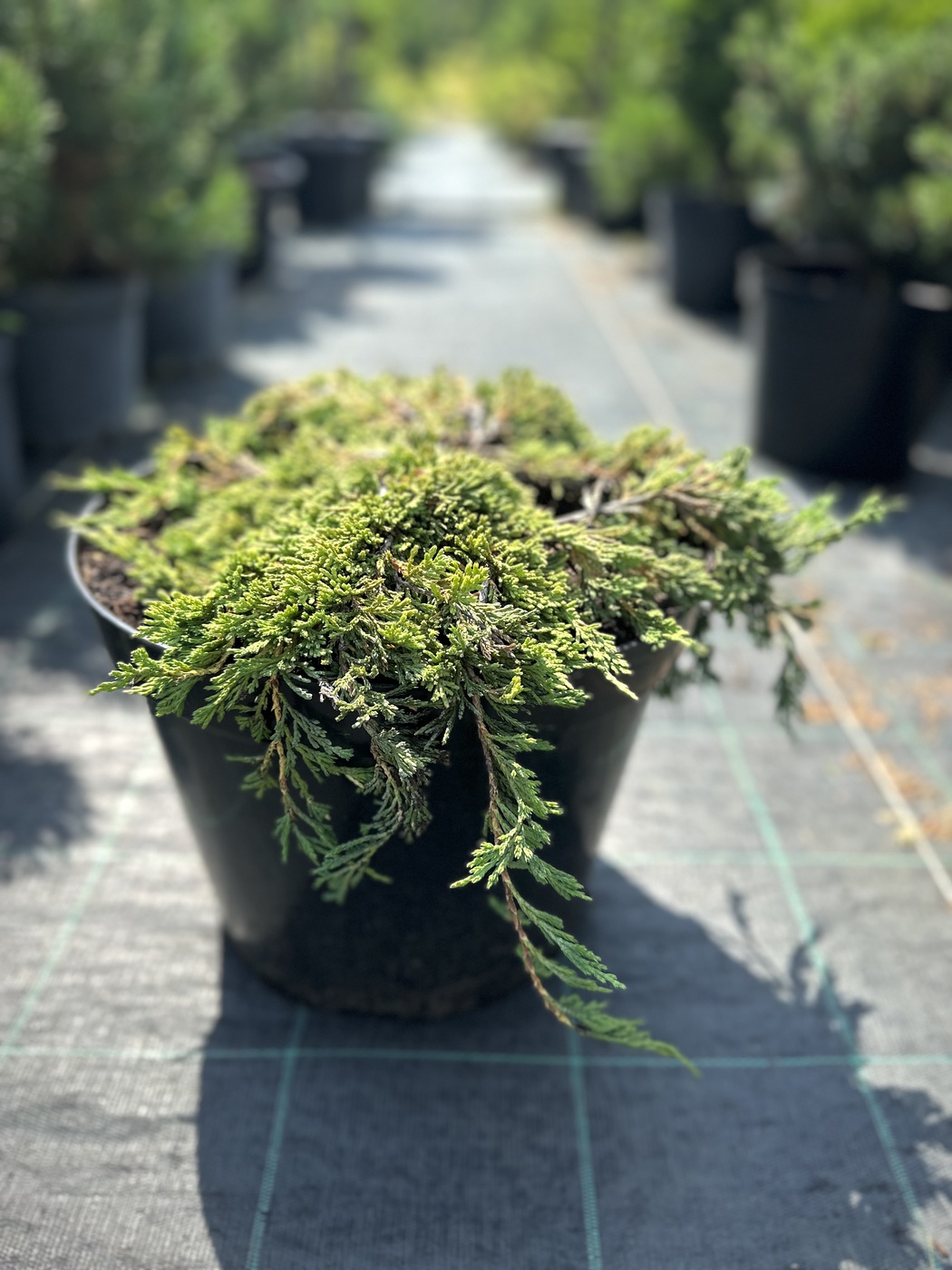 Можжевельник горизонтальный Панкейк (Pancake)