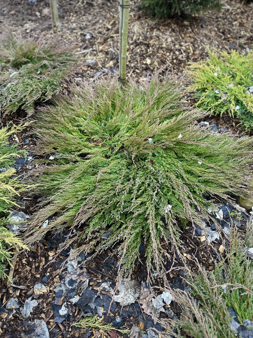 Можжевельник горизонтальный Андорра Компакт (Andorra Compact)