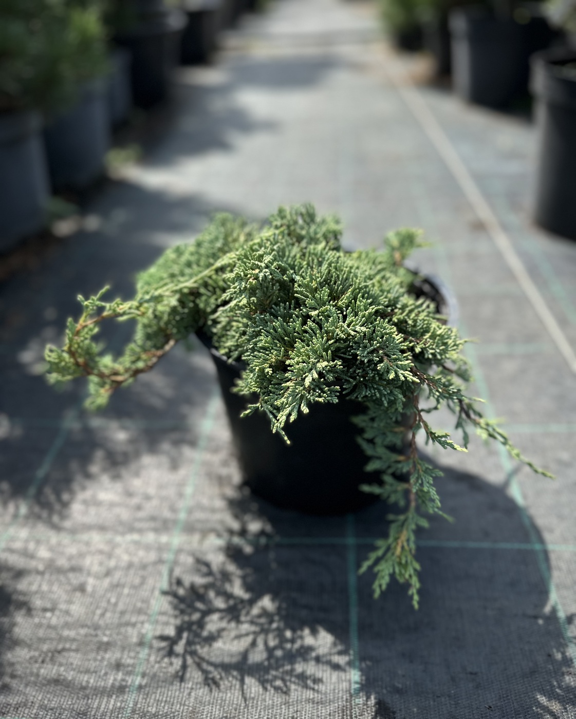 Можжевельник горизонтальный Айс Блю (Ice Blue)